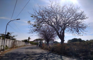 Cuaca Panas, Meranggas