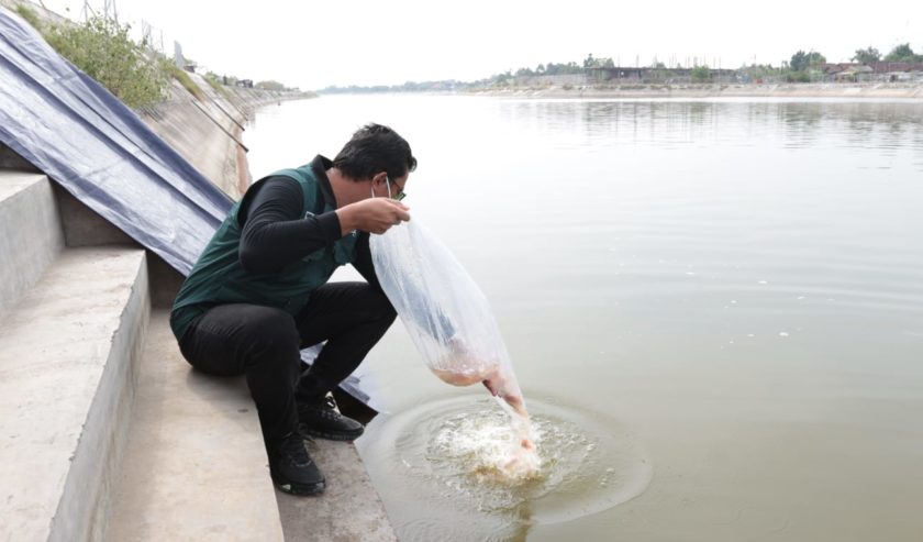 ahmad-muhdlor-ali-bupati-sidoarjo-menebar-benih-ikan-nila