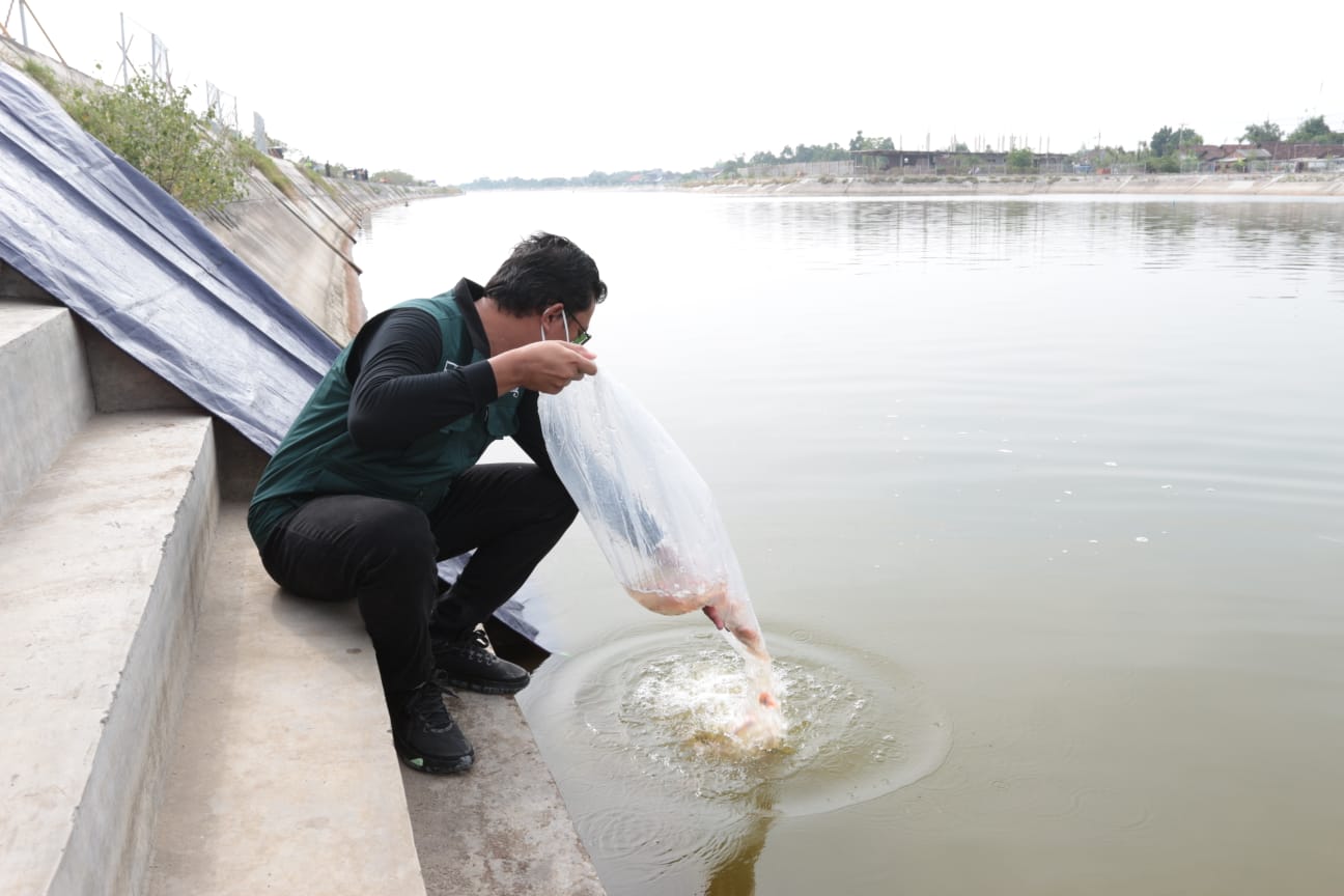 ahmad-muhdlor-ali-bupati-sidoarjo-menebar-benih-ikan-nila