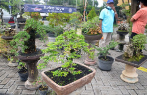 Bonsai Meriahkan Tropical land