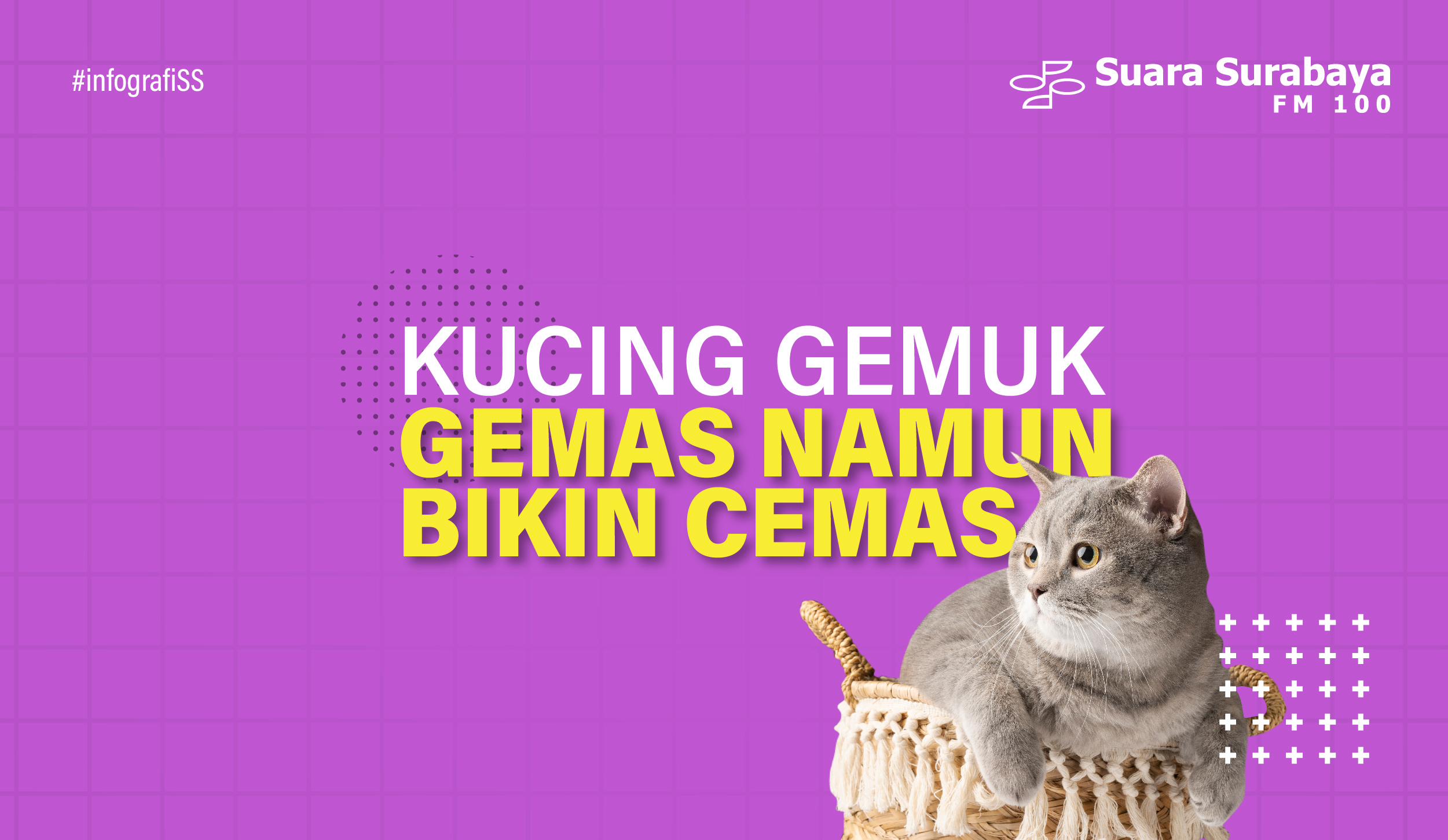 Kucing Gemuk, Gemas Namun Bikin Cemas