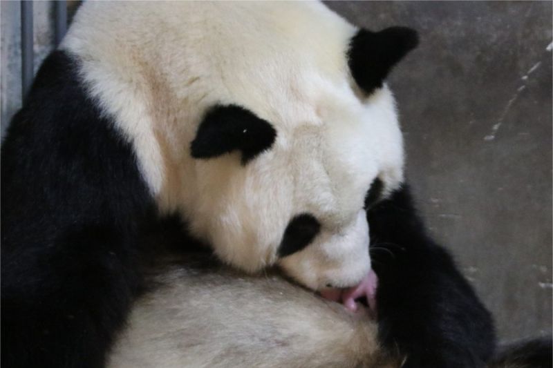 Panda Raksasa Qinqin Melahirkan Sepasang Bayi Kembar di Shaanxi