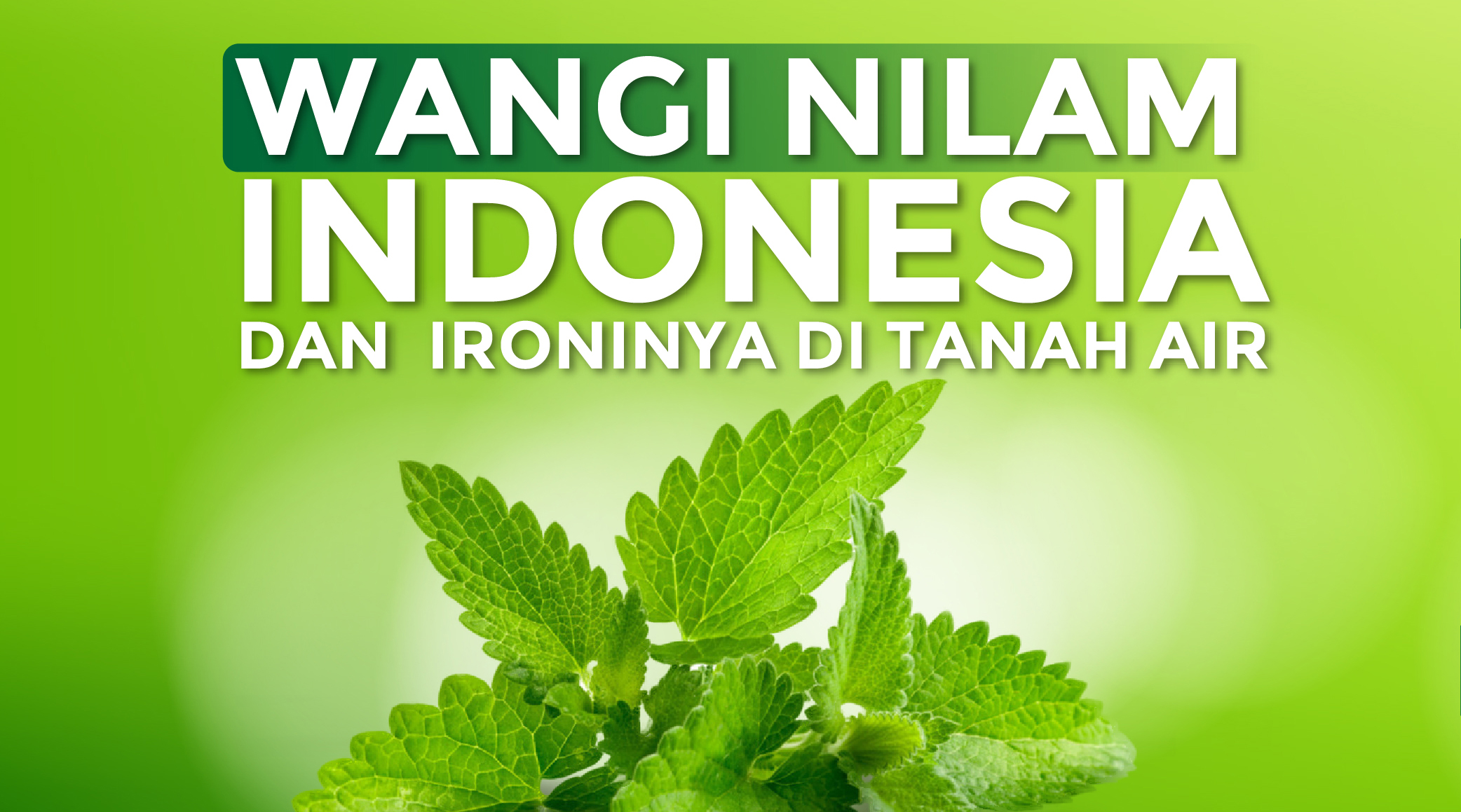 Wangi Nilam Indonesia dan Ironinya di Tanah Air