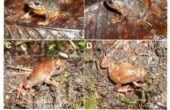 Katak jenis baru endemik Pulau Sulawesi. Foto: BRIN