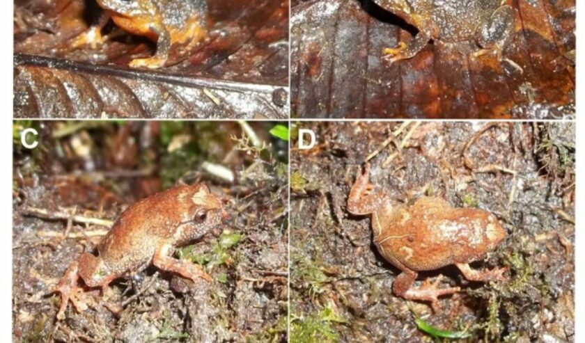 Katak jenis baru endemik Pulau Sulawesi. Foto: BRIN