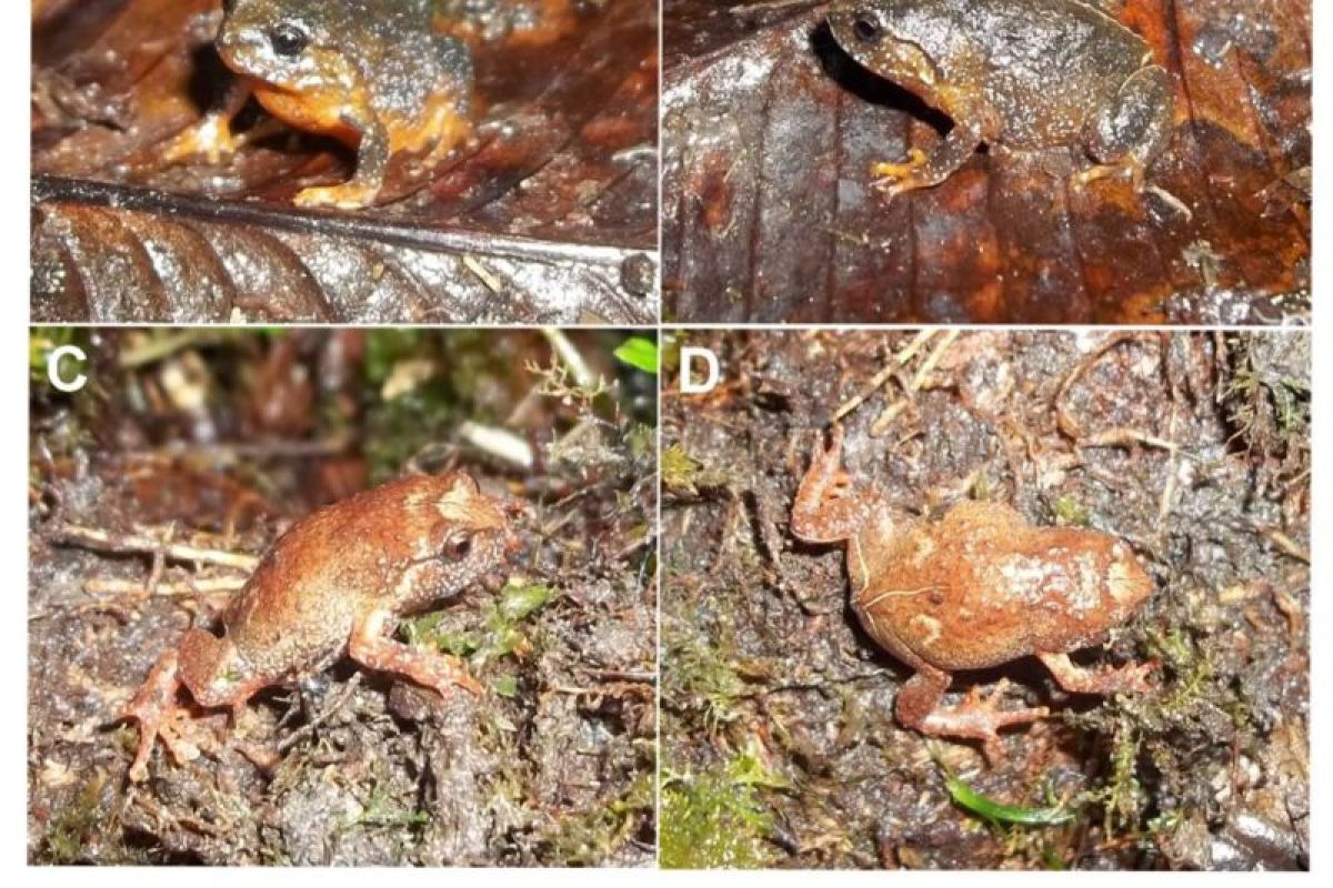 Katak jenis baru endemik Pulau Sulawesi. Foto: BRIN