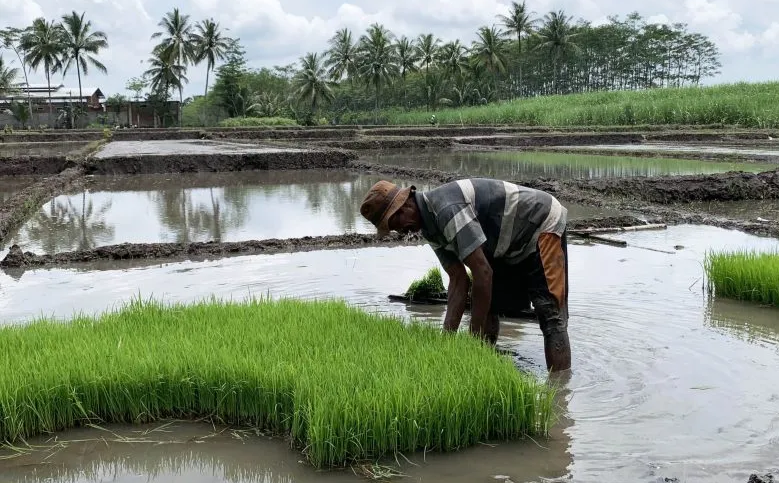 Seorang petani pada saat memilih benih sebelum ditanam di wilayah Kabupaten Malang, Jawa Timur. Foto: Antara