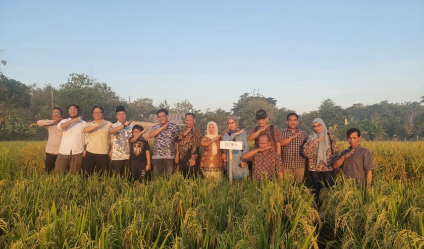 Kegiatan monitoring oleh BRIN terkait benih padi varietas unggul hasil pemuliaan mutasi radiasi di Sulawesi Selatan. Foto: dokumen pribadi