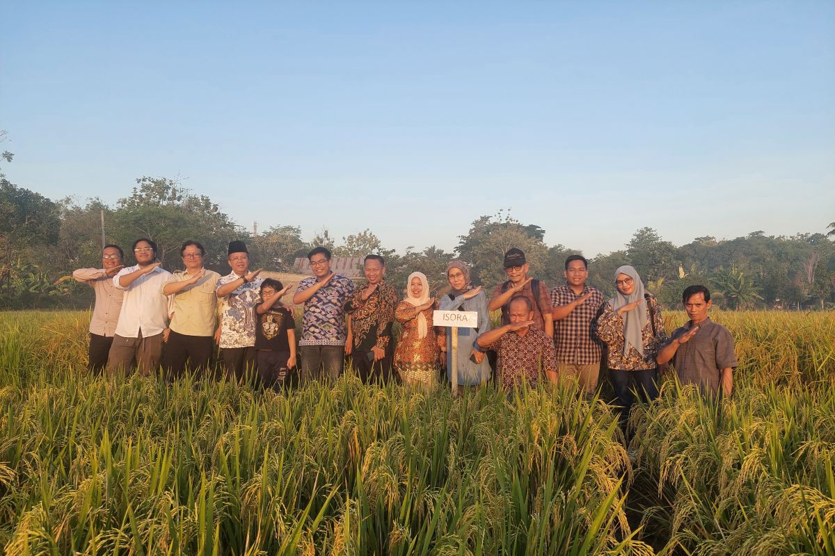 Kegiatan monitoring oleh BRIN terkait benih padi varietas unggul hasil pemuliaan mutasi radiasi di Sulawesi Selatan. Foto: dokumen pribadi