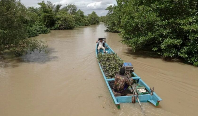 Warga mengangkut bibit mangrove yang akan ditanam di sekitar wilayah laguna Segara Anakan, Kampung Laut, Cilacap, Jateng, Jumat (28/10/2022). Foto: Antara