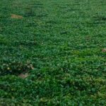 Sungai Kalisari Damen Full Eceng Gondok, dipotret pada Selasa (10/10/2023) sore