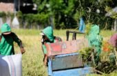 Arsip foto--Panen padi di Situbondo, Jawa Timur. Foto: Antara