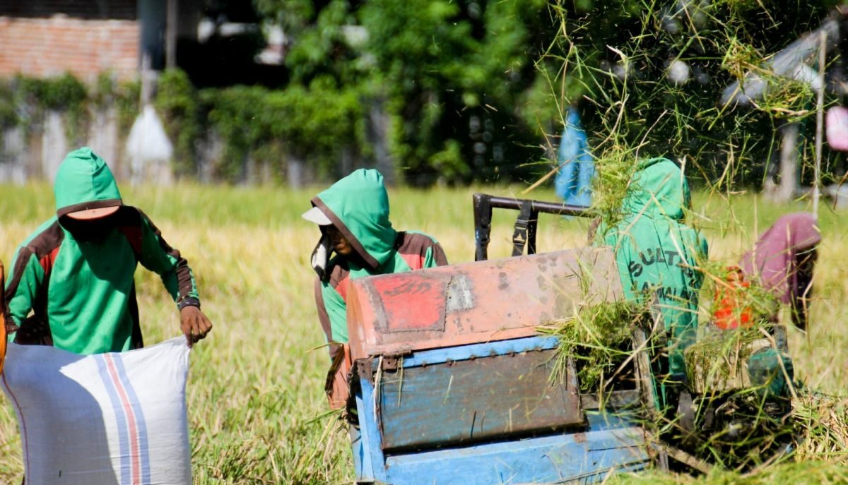 Arsip foto--Panen padi di Situbondo, Jawa Timur. Foto: Antara