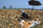 Pekerja memanen jagung di Desa Alasmalang, Panarukan, Situbondo, Jawa Timur, Senin (6/11/2023). Harga jagung ditingkat petani naik dari Rp5.000 menjadi Rp6.500 per kilogram akibat permintaan bahan baku pakan ternak meningkat. Foto: Antara