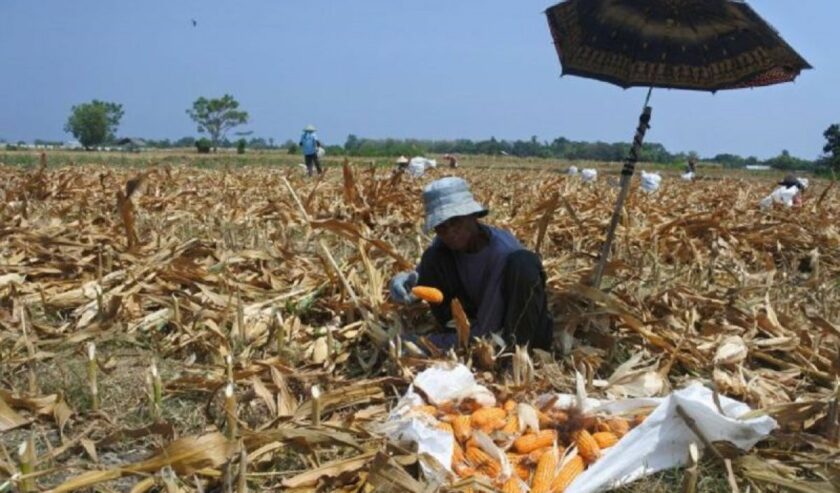 Pekerja memanen jagung di Desa Alasmalang, Panarukan, Situbondo, Jawa Timur, Senin (6/11/2023). Harga jagung ditingkat petani naik dari Rp5.000 menjadi Rp6.500 per kilogram akibat permintaan bahan baku pakan ternak meningkat. Foto: Antara