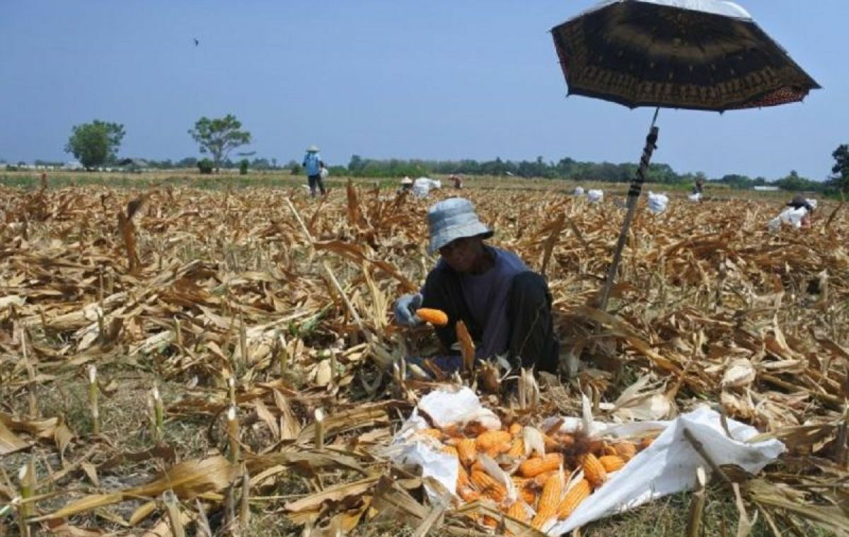 Pekerja memanen jagung di Desa Alasmalang, Panarukan, Situbondo, Jawa Timur, Senin (6/11/2023). Harga jagung ditingkat petani naik dari Rp5.000 menjadi Rp6.500 per kilogram akibat permintaan bahan baku pakan ternak meningkat. Foto: Antara