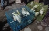 Barang bukti satwa dilindungi sebanyak 31 ekor burung Kakatua Jambul Kuning (Cacatua sulphurea) dan satu ekor Nuri Bayan (Eclectus roratus) korban perburuan liar yang diamankan Balai Pengamanan dan Penegakan Hukum (Gakkum) KLHK Wilayah Sulawesi, di Kota Baubau, Sulawesi Tenggara, Sabtu (4/11/2023). Foto: Antara