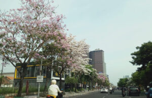 Bunga Tabebuya Bermekaran di Jalan Ahmad Yani Surabaya