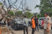 Sebatang pohon flamboyan di depan SPBU Jalan Raya Jemursari arah ke Margorejo, Kota Surabaya, tumbang pada Selasa (12/12/2023). Foto: Command Center Surabaya