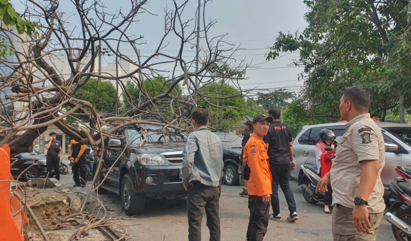 Sebatang pohon flamboyan di depan SPBU Jalan Raya Jemursari arah ke Margorejo, Kota Surabaya, tumbang pada Selasa (12/12/2023). Foto: Command Center Surabaya