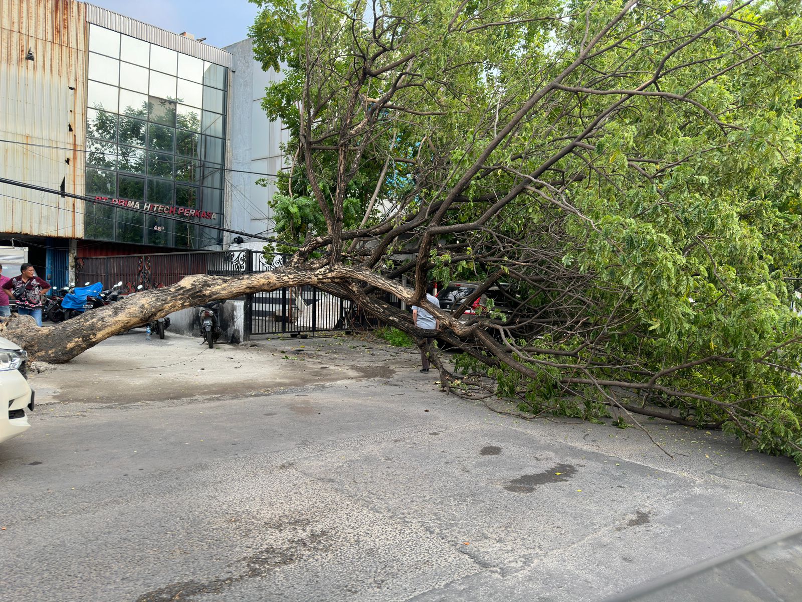 Sebatang pohon trembesi ada di Jalan Undaan Wetan, Kota Surabaya tumbang pada Selasa (12/12/2023). Foto: Vincent Leo via WA SS