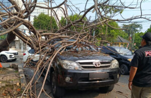 Pohon Tumbang Timpa Mobil di Raya Jemursari