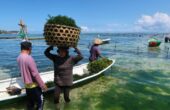 Petani mengangkut rumput laut usai dipanen di perairan Pulau Lembongan, Kabupaten Klungkung, Provinsi Bali, Selasa (27/6/2023). Foto: Antara