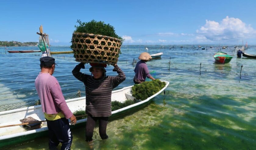 Petani mengangkut rumput laut usai dipanen di perairan Pulau Lembongan, Kabupaten Klungkung, Provinsi Bali, Selasa (27/6/2023). Foto: Antara