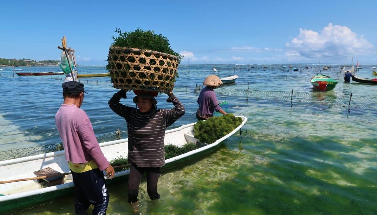 Petani mengangkut rumput laut usai dipanen di perairan Pulau Lembongan, Kabupaten Klungkung, Provinsi Bali, Selasa (27/6/2023). Foto: Antara