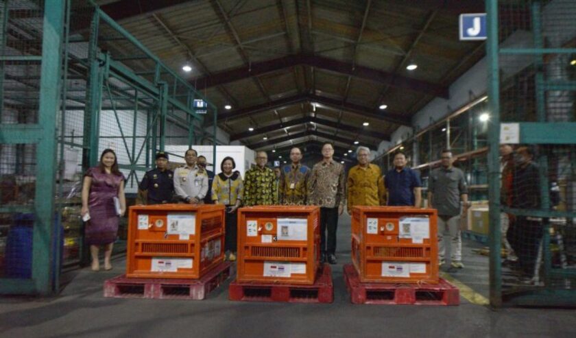 Tiga kandang karantina sementara yang berisi tiga ekor orang utan sumatra tiba di Bandara Soekarno-Hatta, Tangerang, Banten, Kamis (21/12/2023). Tiga orang utan yang merupakan hasil penegakan tindak pidana penyelundupan oleh Kepolisian Thailand pada tahun 2016 tersebut dipulangkan ke Indonesia. Foto: Kementerian LHK