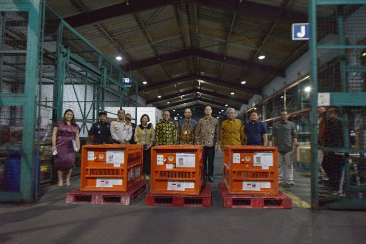 Tiga kandang karantina sementara yang berisi tiga ekor orang utan sumatra tiba di Bandara Soekarno-Hatta, Tangerang, Banten, Kamis (21/12/2023). Tiga orang utan yang merupakan hasil penegakan tindak pidana penyelundupan oleh Kepolisian Thailand pada tahun 2016 tersebut dipulangkan ke Indonesia. Foto: Kementerian LHK