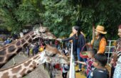 Angela Tanoesoedibjo Wamenparekraf memberi makan jerapah di Kebun Binatang Surabaya (KBS), Minggu (11/2/2024). Foto: Antara