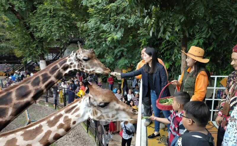 Angela Tanoesoedibjo Wamenparekraf memberi makan jerapah di Kebun Binatang Surabaya (KBS), Minggu (11/2/2024). Foto: Antara