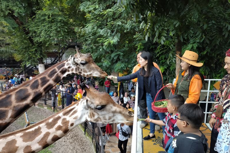 Angela Tanoesoedibjo Wamenparekraf memberi makan jerapah di Kebun Binatang Surabaya (KBS), Minggu (11/2/2024). Foto: Antara