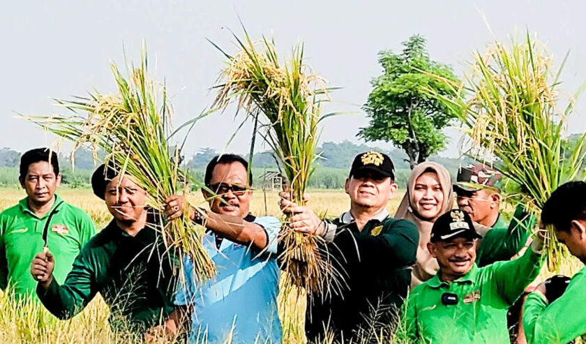 Karna Suswandi Bupati Situbondo (kanan) didampingi Sekda Wawan Setiawan dan kepala BKPSDM panen padi BK 01 agritan di areal persawahan Desa Talkandang, Kecamatan Kota, Situbondo, Jatim. Jumat (23/2/2024). Foto: Antara