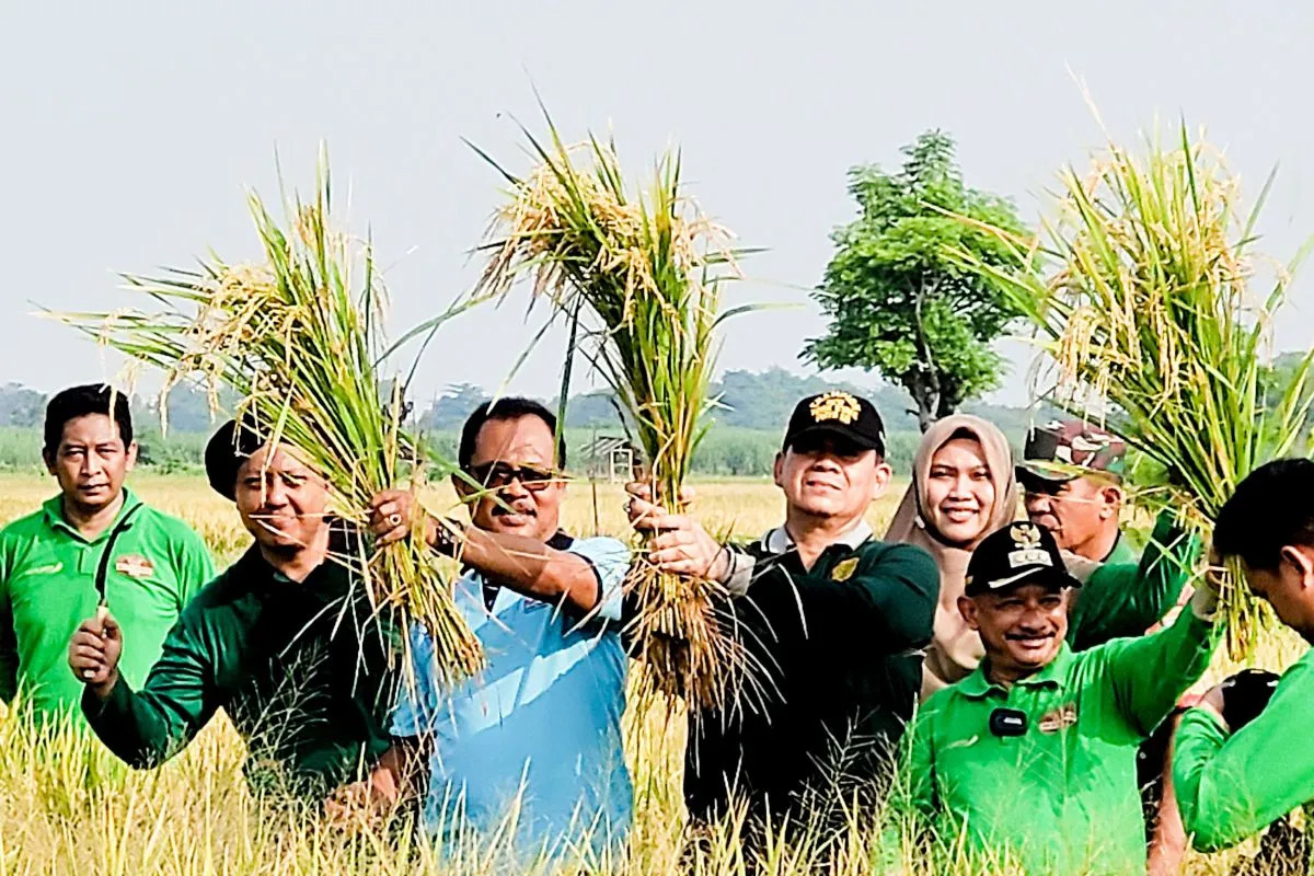 Karna Suswandi Bupati Situbondo (kanan) didampingi Sekda Wawan Setiawan dan kepala BKPSDM panen padi BK 01 agritan di areal persawahan Desa Talkandang, Kecamatan Kota, Situbondo, Jatim. Jumat (23/2/2024). Foto: Antara