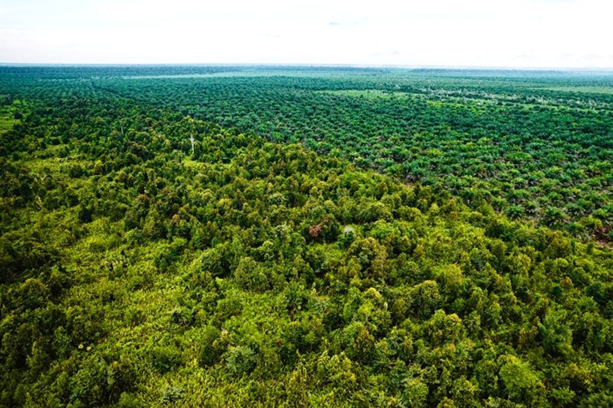 YKAN: Restorasi gambut kurangi emisi GRK hingga 172 juta ton CO2