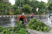 Petugas Badan Penanggulangan Bencana Daerah (BPBD) Kota Surabaya mengevakuasi pohon tumbang di Jalan Diponegoro, Surabaya pada Minggu (11/2/2024) sore. Foto: Command Center 112 Surabaya