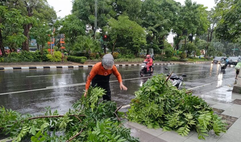 Petugas Badan Penanggulangan Bencana Daerah (BPBD) Kota Surabaya mengevakuasi pohon tumbang di Jalan Diponegoro, Surabaya pada Minggu (11/2/2024) sore. Foto: Command Center 112 Surabaya