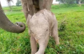 Anak gajah yang baru saja dilahirkan di TN Way Kambas pada Senin (26/2/2024) Foto: KLHK
