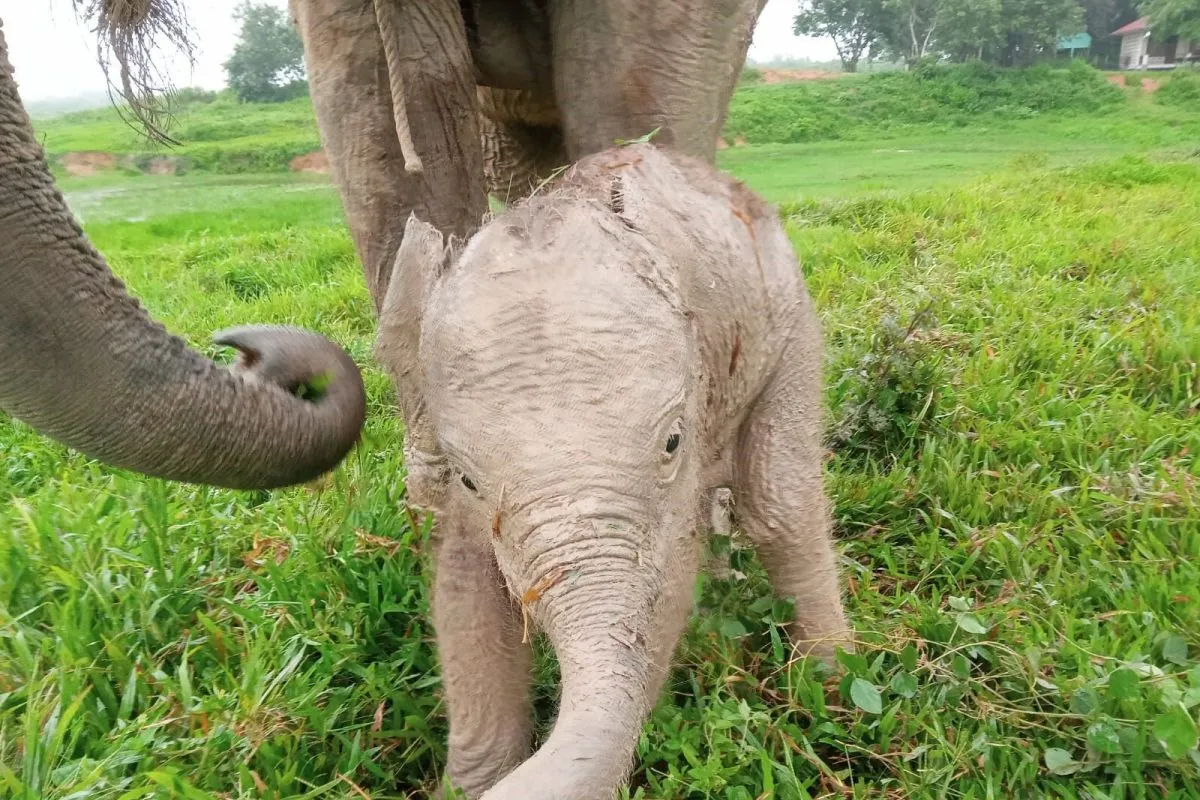 Anak gajah yang baru saja dilahirkan di TN Way Kambas pada Senin (26/2/2024) Foto: KLHK