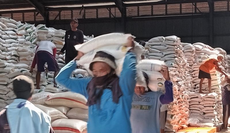 Ilustrasi kondisi beras di gudang Bulog yang diserap dari hasil panen padi petani di Cirebon, Jawa Barat. Foto: Antara