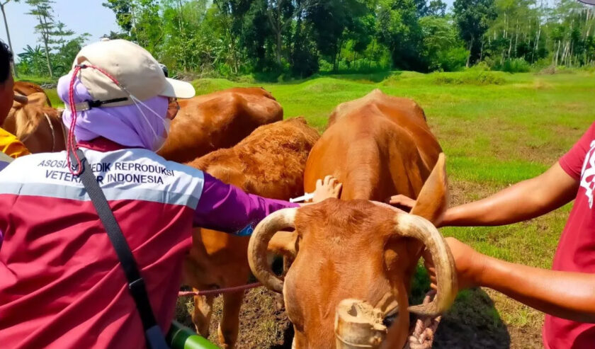 Petugas memberikan vaksin LSD kepada hewan ternak sapi di Lumajang. Foto: Antara