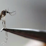 Ilustrasi - Nyamuk Aedes Aegypti yang terlihat terlihat di laboratorium. Foto: Reuters