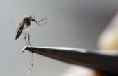 Ilustrasi - Nyamuk Aedes Aegypti yang terlihat terlihat di laboratorium. Foto: Reuters