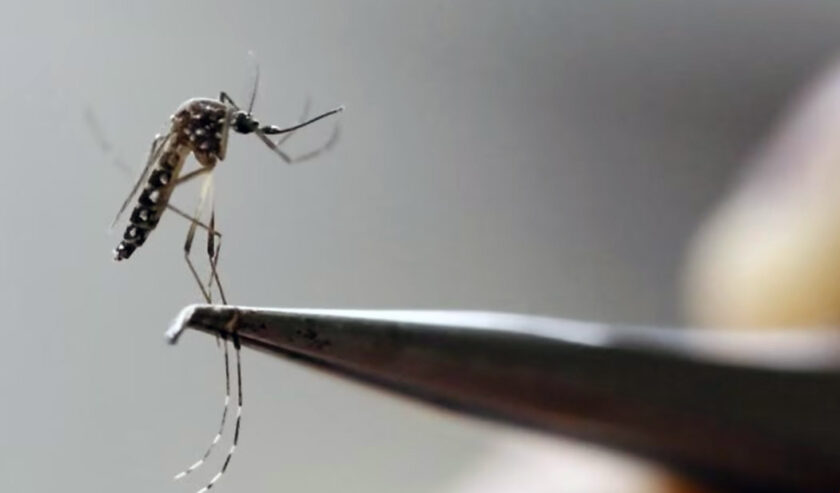 Ilustrasi - Nyamuk Aedes Aegypti yang terlihat terlihat di laboratorium. Foto: Reuters