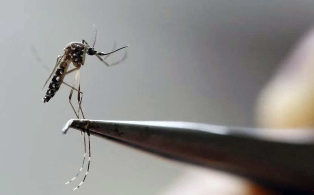 Ilustrasi - Nyamuk Aedes Aegypti yang terlihat terlihat di laboratorium. Foto: Reuters
