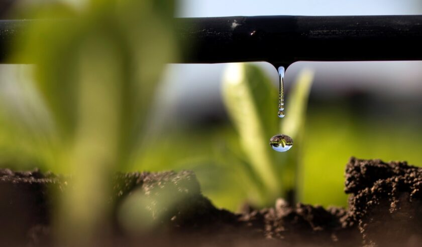 Ilustrasi - Setetes air jatuh dari sistem irigasi di pusat penelitian yang mencari cara yang lebih efisien untuk mengairi tanaman. Foto: Reuters