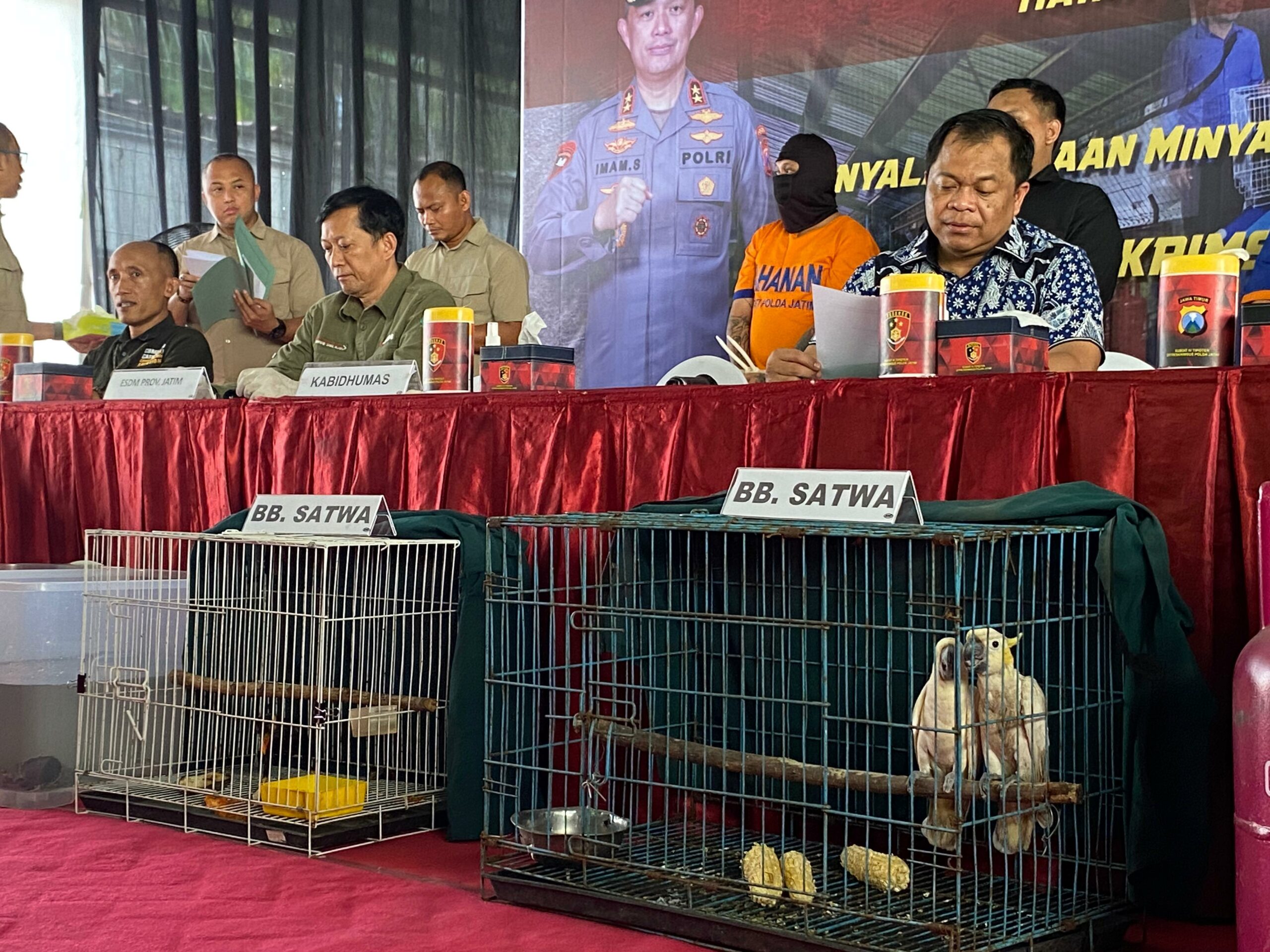 Barang Bukti Satwa yang Dilindungi berupa dua ekor Burung Kakatua Jambul Kuning dan satu ekor Burung Tiong emas yang diamankan Polda Jatim, Kamis (7/3/2024). Foto: Firman Magang suarasurabaya.net