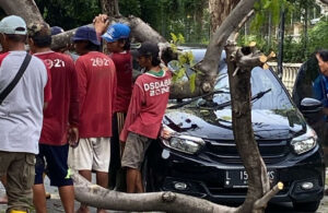 Mobil Tertimpa Pohon di Darmo Harapan